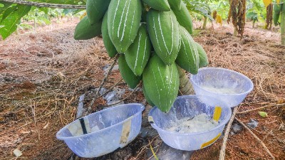 木瓜蛋白酶、風(fēng)味酶在寵物誘食風(fēng)味劑中的應(yīng)用